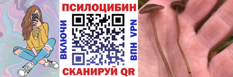 Купить закладки  Оленегорск  Псилоцибиновые грибы Psilocybe 